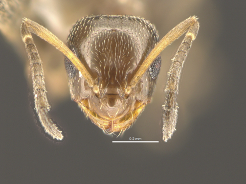 Head view of the new species Brachymyrmex patagonicus. （photo credit：The University of Hong Kong)